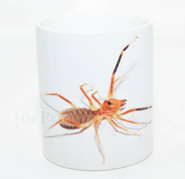 Kaffeebecher "Solifugae 2"